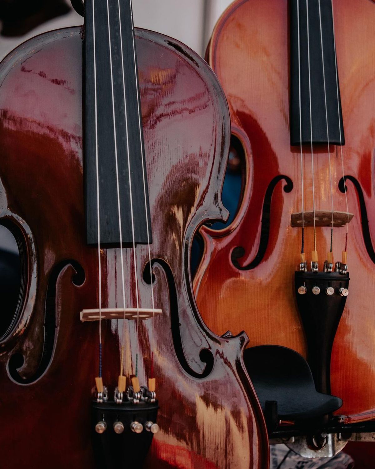 Détail de deux violons : cordes, chevalets et bois verni.